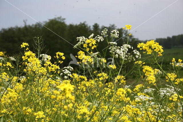 Winter-cress