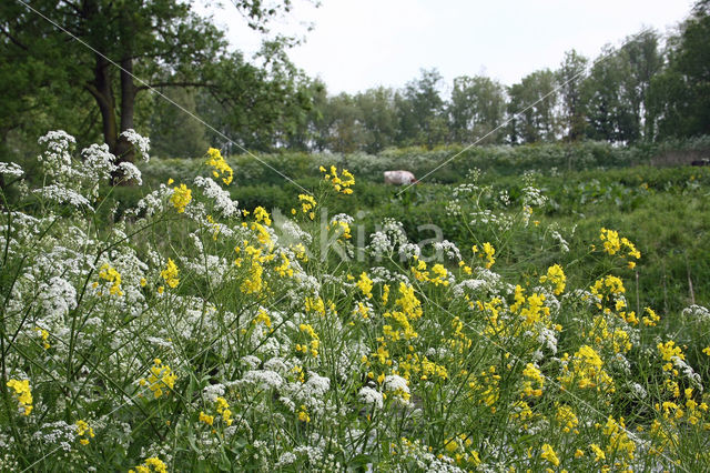 Winter-cress