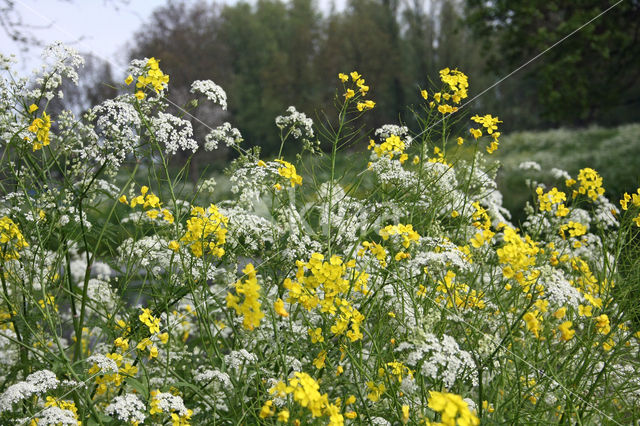 Winter-cress