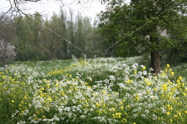 Winter-cress