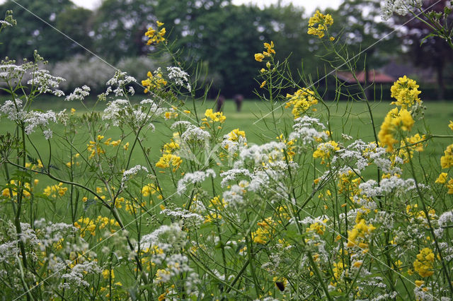 Winter-cress