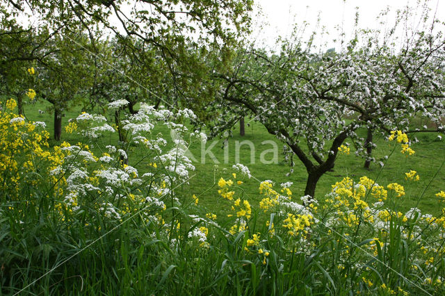 Winter-cress