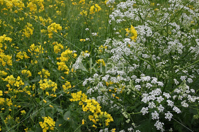 Winter-cress