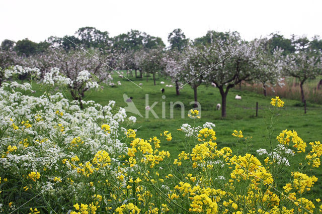 Winter-cress