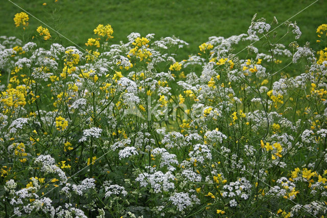 Winter-cress