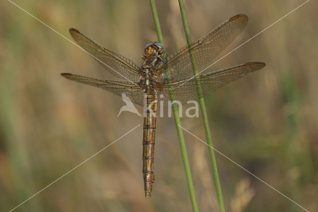 Beekoeverlibel (Orthetrum coerulescens)