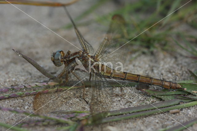 Beekoeverlibel (Orthetrum coerulescens)