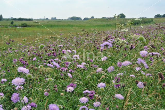 Beemdkroon (Knautia arvensis)