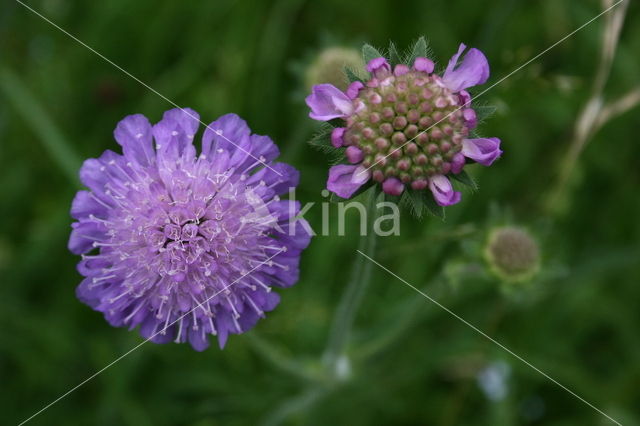 Field Scabious (Knautia arvensis)