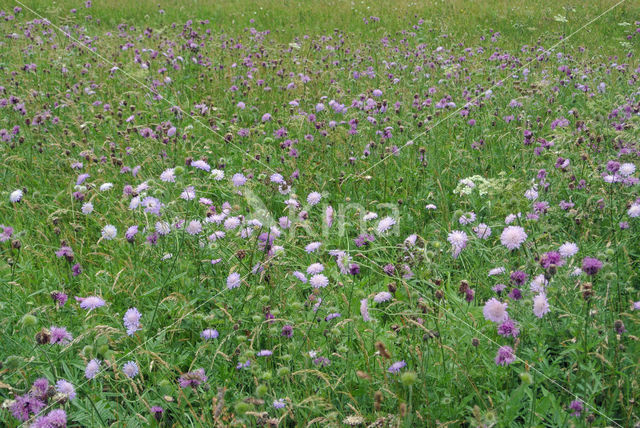 Field Scabious (Knautia arvensis)