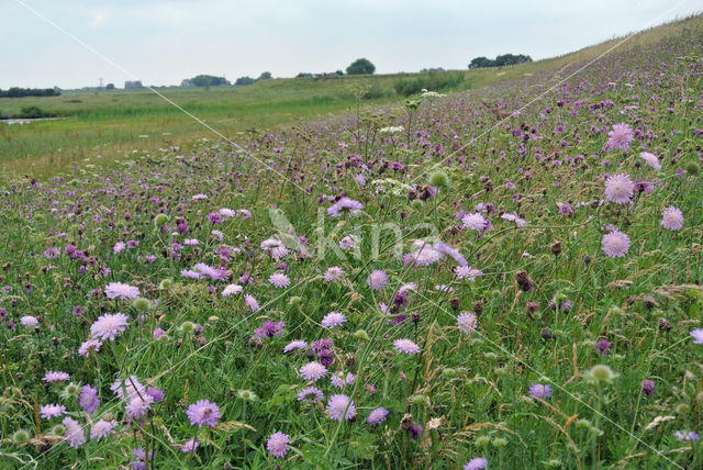 Beemdkroon (Knautia arvensis)