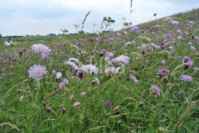 Beemdkroon (Knautia arvensis)