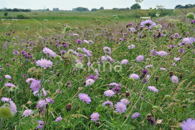 Beemdkroon (Knautia arvensis)