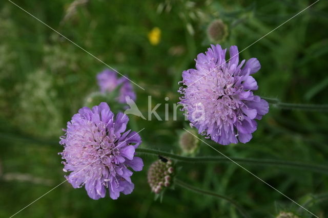 Beemdkroon (Knautia arvensis)