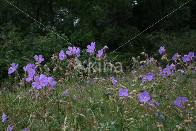 Beemdooievaarsbek (Geranium pratense)