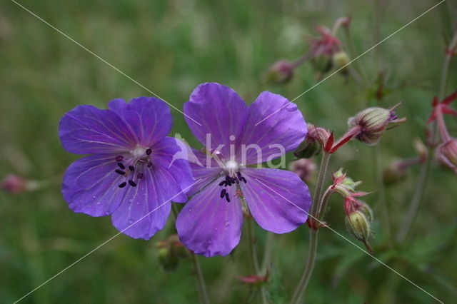 Beemdooievaarsbek (Geranium pratense)