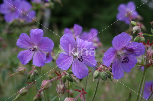 Beemdooievaarsbek (Geranium pratense)