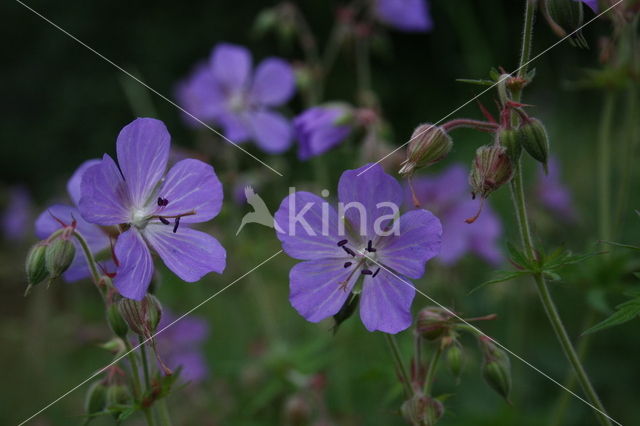 Beemdooievaarsbek (Geranium pratense)