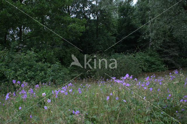 Meadow Crane's-bill (Geranium pratense)