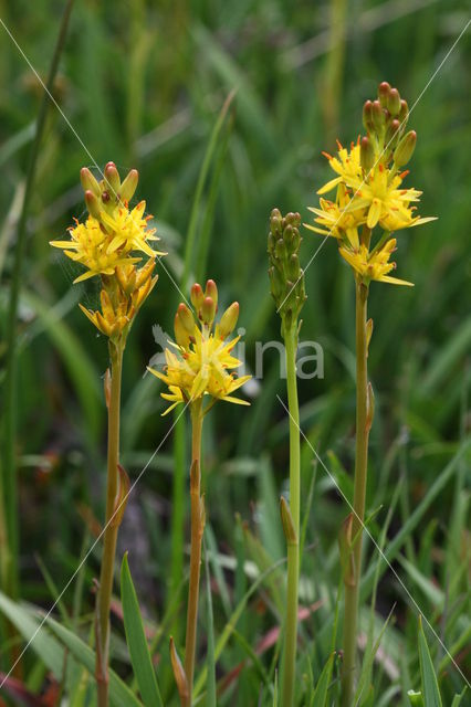 Bog Asphodel (Narthecium ossifragum)