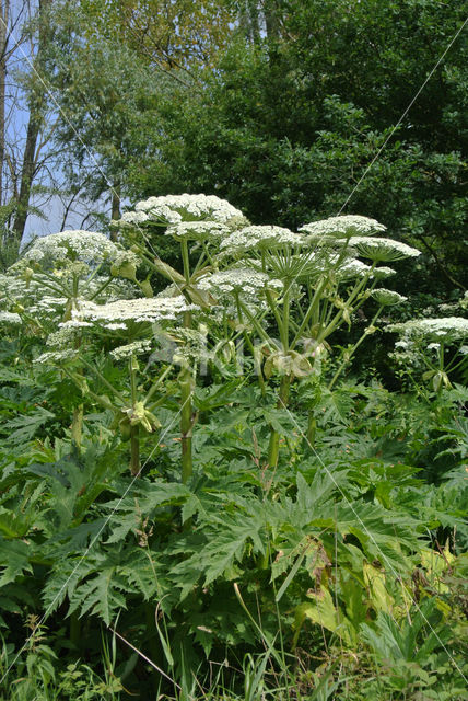 Giant Hogweed (Heracleum mantegazzianum)