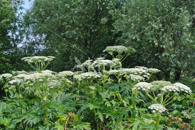 Giant Hogweed (Heracleum mantegazzianum)