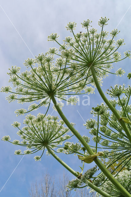 Giant Hogweed (Heracleum mantegazzianum)