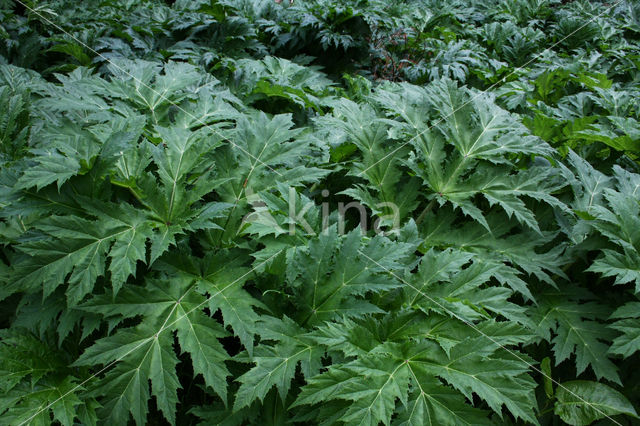 Giant Hogweed (Heracleum mantegazzianum)