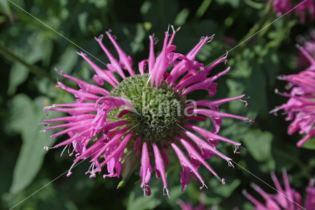 scarlet beebalm (Monarda didyma)