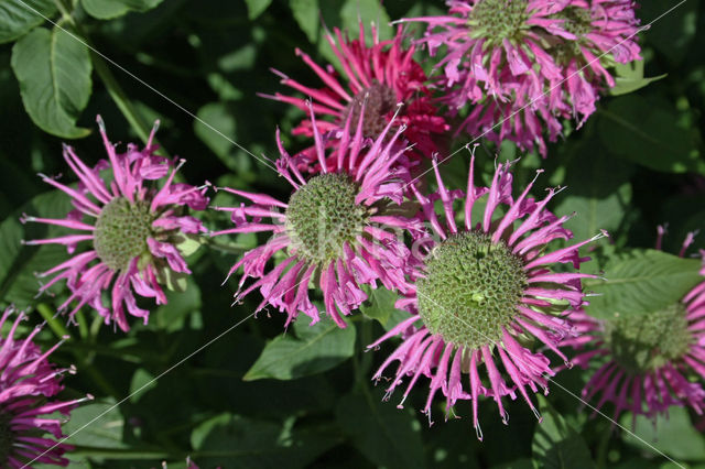 scarlet beebalm (Monarda didyma)