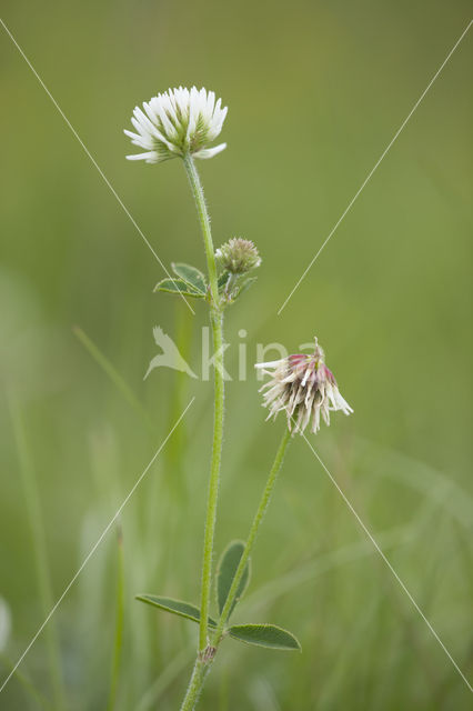 Trifolium montanum