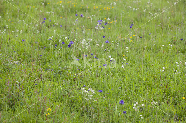 Trifolium montanum