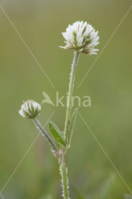 Bergklaver  (Trifolium montanum)