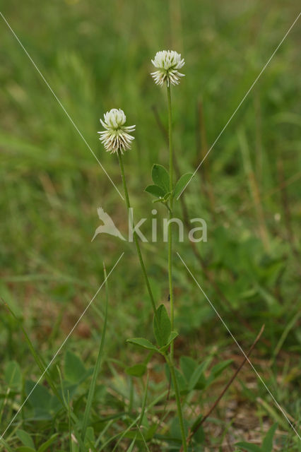 Bergklaver  (Trifolium montanum)