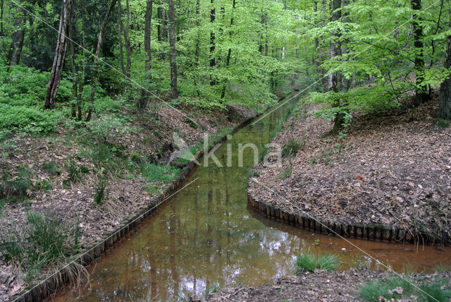 Beuk (Fagus sylvatica)