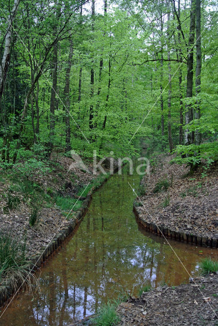 Beech (Fagus sylvatica)