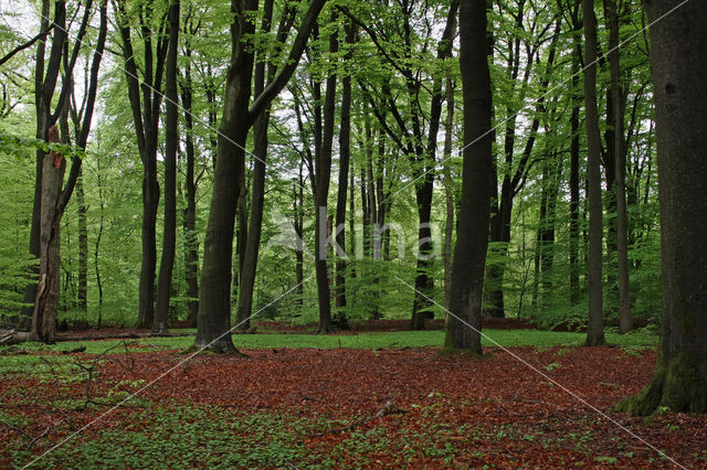 Beech (Fagus sylvatica)