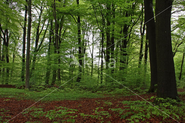 Beech (Fagus sylvatica)