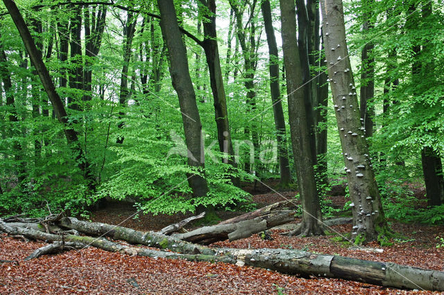 Beuk (Fagus sylvatica)