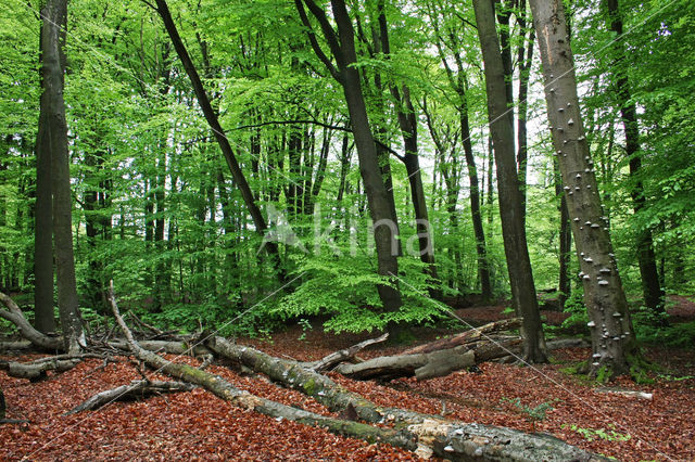 Beech (Fagus sylvatica)