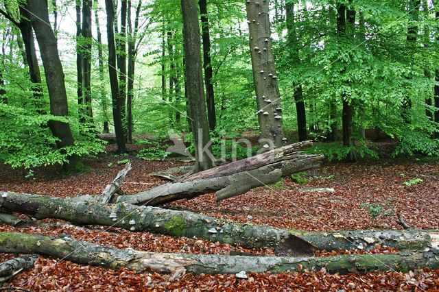 Beech (Fagus sylvatica)