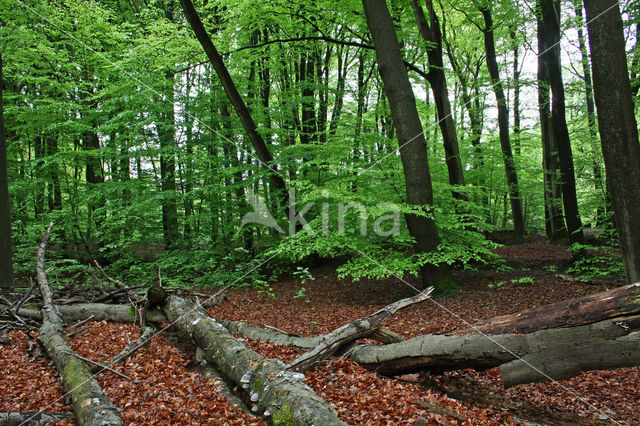 Beuk (Fagus sylvatica)