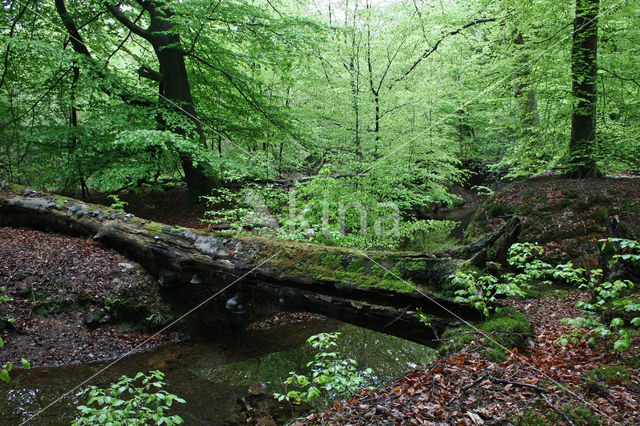 Beech (Fagus sylvatica)