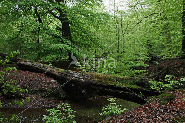 Beech (Fagus sylvatica)