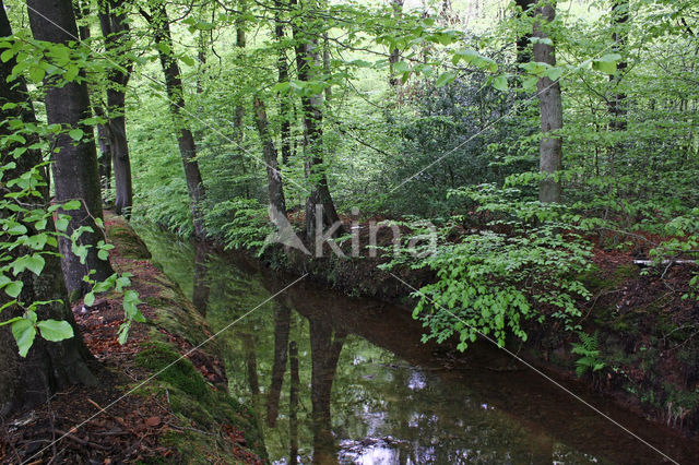 Beech (Fagus sylvatica)