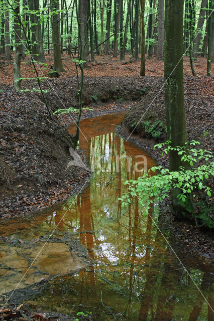 Beuk (Fagus sylvatica)