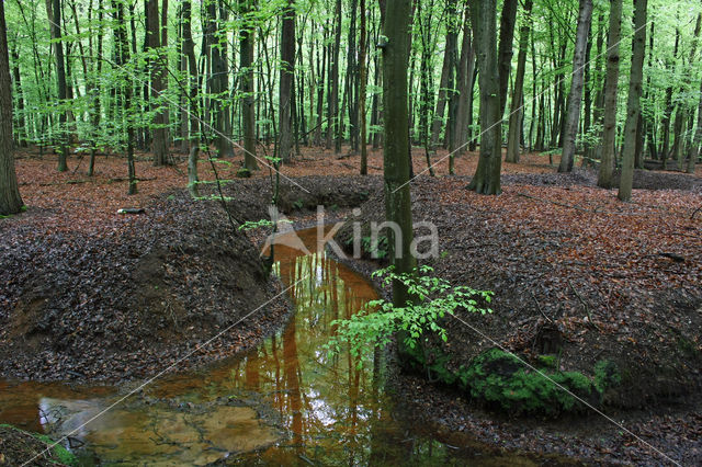 Beech (Fagus sylvatica)