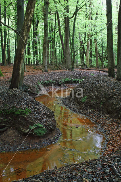 Beuk (Fagus sylvatica)