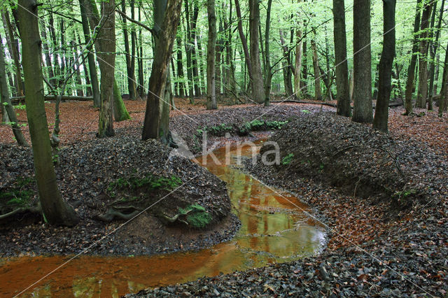 Beuk (Fagus sylvatica)