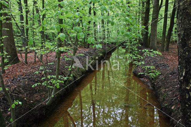 Beuk (Fagus sylvatica)